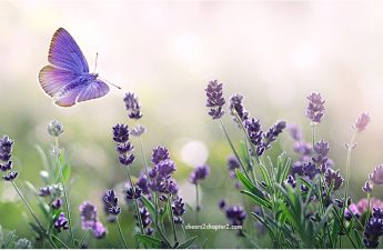 Field of lavender with butterfly for Why Forgiveness is Important Life page